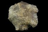 Fossil Crinoid (Amphoracrinus) - Clitheroe, England #118945-2
